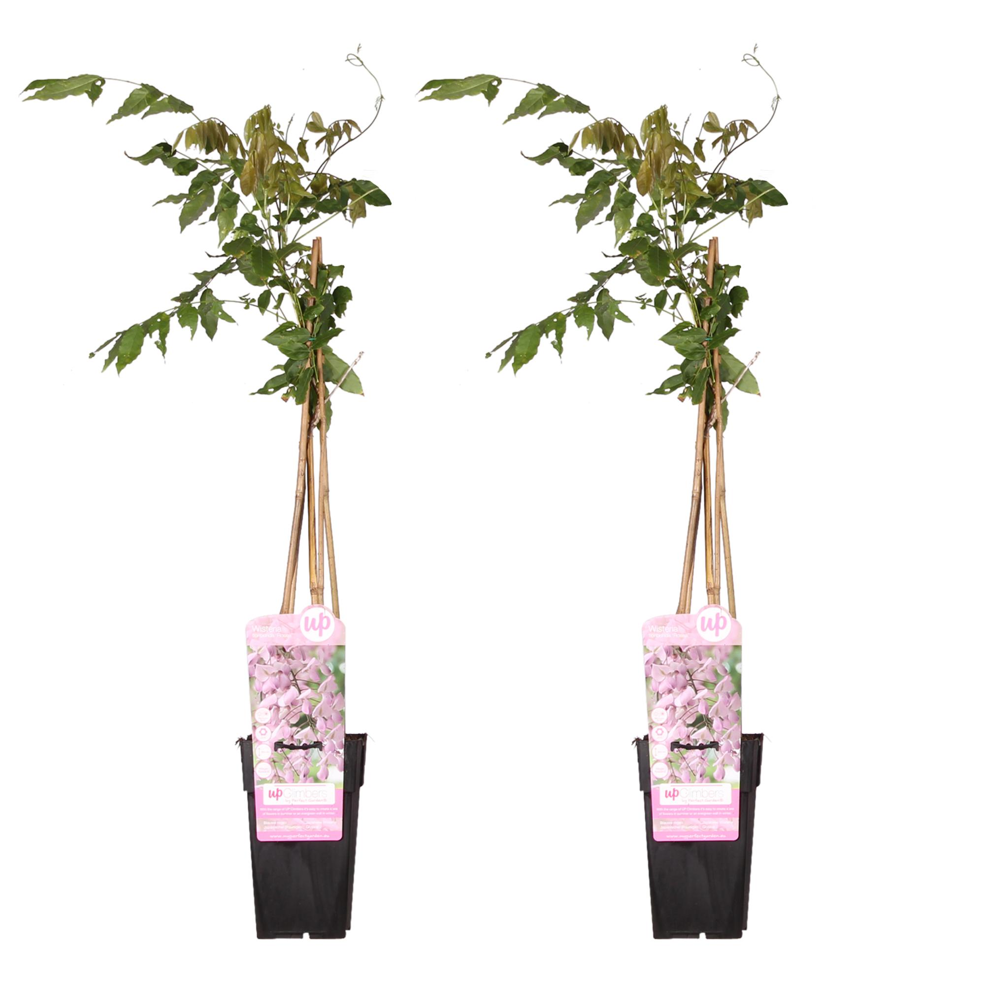 2x – Wisteria floribunda ‘Rosea’ – ↨65cm – Vaso 15