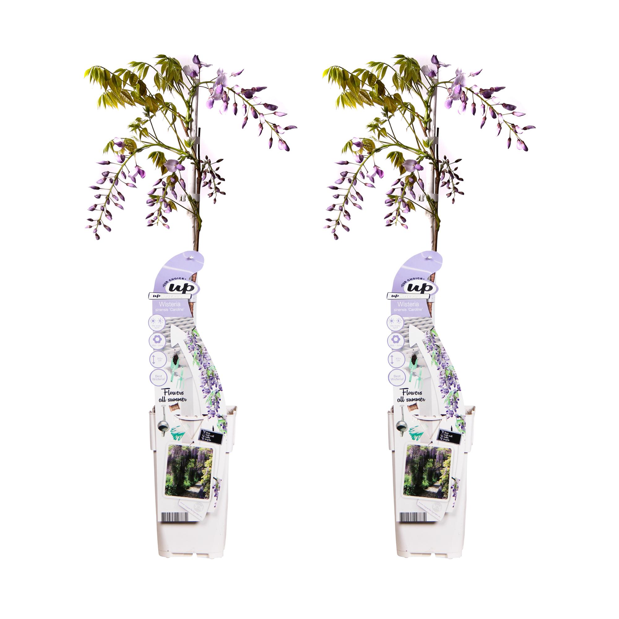 2x – Wisteria sinensis ‘Caroline’ – ↨65cm – Vaso 15