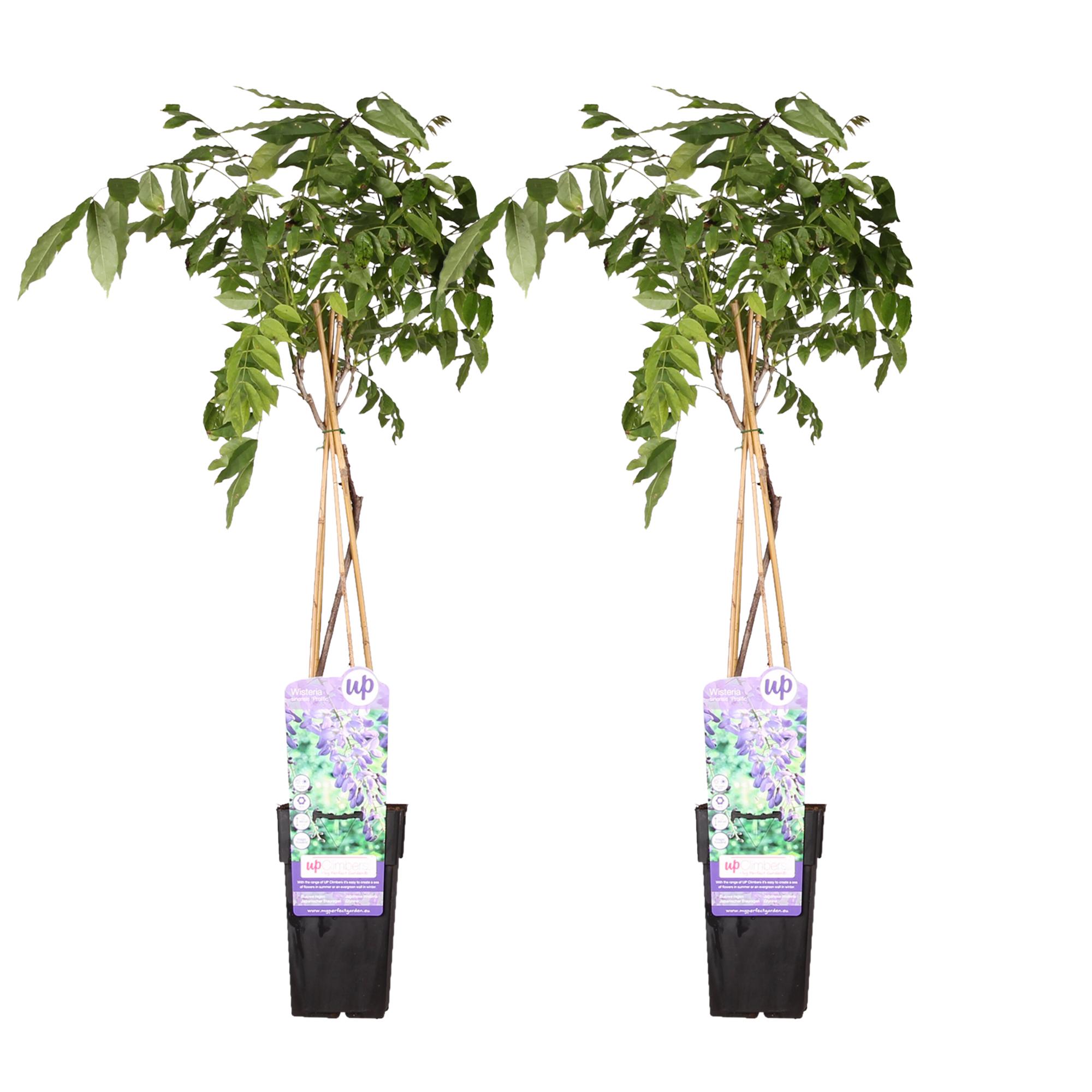 2x – Wisteria sinensis ‘Prolific’ – ↨65cm – Vaso 15