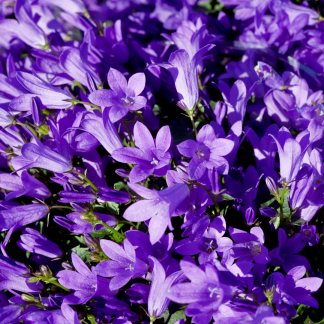 48x Campanula pers. 'Coerulea' - Altezza 10-25cm - Vaso 9cm