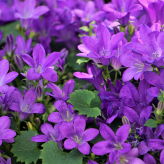 48x Campanula portenschlagiana - Altezza 10-25cm - Vaso 9cm