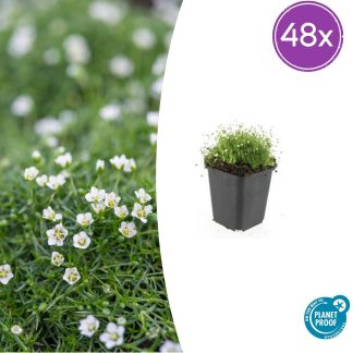 48x Sagina subulata - Altezza 10-25cm - Vaso 9cm