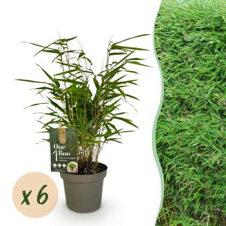 Green boutiQ - Bamboo - Fargesia Rufa - Evergreen - Non-Invasive - Green - 6 Plants - Pot 14cm - Height 35cm