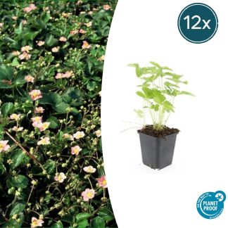 12x Fragaria vesca - Altezza 10-25cm - Vaso 9cm
