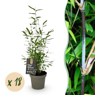 Green boutiQ - Bamboo - Fargesia Black Dragon - Evergreen - Non-Invasive - Green - 18 Plants - Pot 14cm - Height 35cm