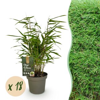 Green boutiQ - Bamboo - Fargesia Rufa - Evergreen - Non-Invasive - Green - 18 Plants - Pot 14cm - Height 35cm
