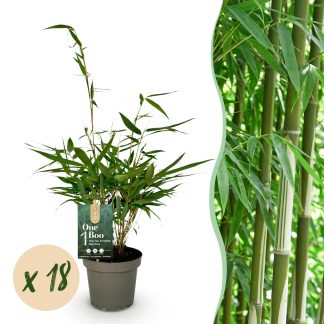 Green boutiQ - Bamboo - Fargesia robusta Pingwu - Evergreen - Non-Invasive - Green - 18 Plants - Pot 14cm - Height 35cm
