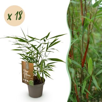 Green boutiQ - Bamboo - Fargesia Asian Wonder - Evergreen - Non-invasive - Green - 18 Plants - Pot 14cm - Height 35cm