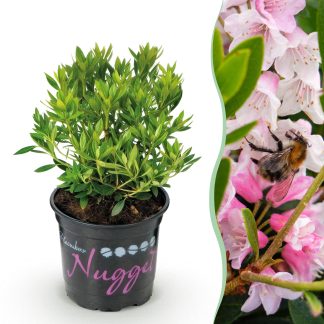 Green boutiQ - Dwarf Rhododendron - Rhododendron Bloombux Light Pink - Flowering Buxus - Low Maintenance - Light Pink Flower - 1 Plant - Pot 10.5cm - Height 20-25cm