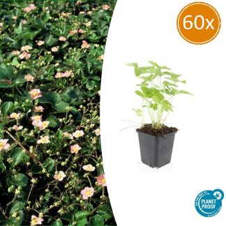 60x Fragaria vesca - Altezza 10-25cm - Vaso 9cm