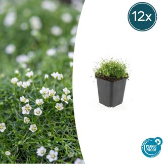 12x Sagina subulata - Altezza 10-25cm - Vaso 9cm