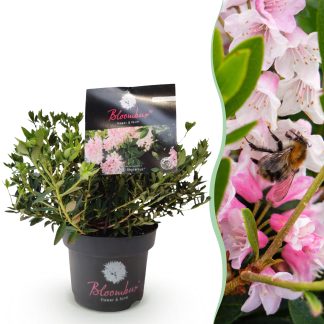 Green boutiQ - Dwarf Rhododendron - Rhododendron Bloombux Light Pink - Flowering Buxus - Low Maintenance - Light Pink Flower - 1 Plant - Pot 17cm - Height 30-40cm