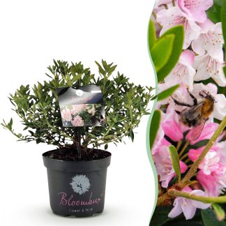 Green boutiQ - Dwarf Rhododendron - Rhododendron Bloombux Light Pink - Flowering Buxus - Low Maintenance - Light Pink Flower - 1 Plant - Pot 23cm - Height 45-55cm