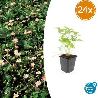24x Fragaria vesca - Altezza 10-25cm - Vaso 9cm