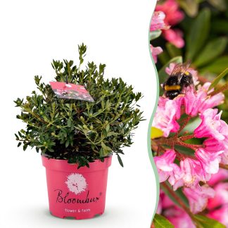 Green boutiQ - Dwarf Rhododendron - Rhododendron Bloombux Magenta - Flowering Buxus - Low Maintenance - Pink Flower - 1 Plant - Pot 23cm - Height 45-55cm