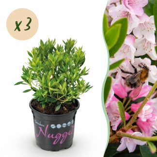 Green boutiQ - Dwarf Rhododendron - Rhododendron Bloombux Light Pink - Flowering Buxus - Low Maintenance - Light Pink Flower - 3 Plants - Pot 10.5cm - Height 20-25cm