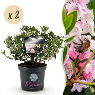 Green boutiQ - Dwarf Rhododendron - Rhododendron Bloombux Light Pink - Flowering Buxus - Low Maintenance - Light Pink Flower - 2 Plants - Pot 23cm - Height 45-55cm