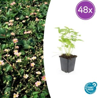 48x Fragaria vesca - Altezza 10-25cm - Vaso 9cm