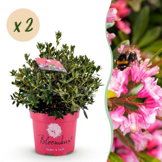 Green boutiQ - Dwarf Rhododendron - Rhododendron Bloombux Magenta - Flowering Buxus - Low Maintenance - Pink Flower - 2 Plants - Pot 23cm - Height 45-55cm