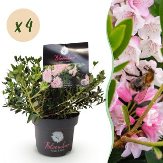 Green boutiQ - Dwarf Rhododendron - Rhododendron Bloombux Light Pink - Flowering Buxus - Low Maintenance - Light Pink Flower - 4 Plants - Pot 17cm - Height 30-40cm