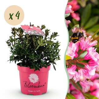 Green boutiQ - Dwarf Rhododendron - Rhododendron Bloombux Magenta - Flowering Buxus - Low Maintenance - Pink Flower - 4 Plants - Pot 17cm - Height 30-40cm