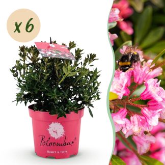 Green boutiQ - Dwarf Rhododendron - Rhododendron Bloombux Magenta - Flowering Buxus - Low Maintenance - Pink Flower - 6 Plants - Pot 17cm - Height 30-40cm