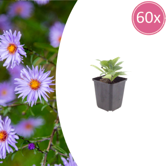 60x Aster frikartii 'Monch' - Altezza 10-25cm - Vaso 9cm