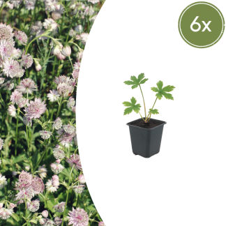 6x Astrantia major - Altezza 10-25cm - Vaso 9cm
