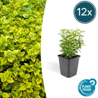 12x Euonymus fort. 'Emerald 'n Gold’ - Altezza 10-25cm - Vaso 9cm