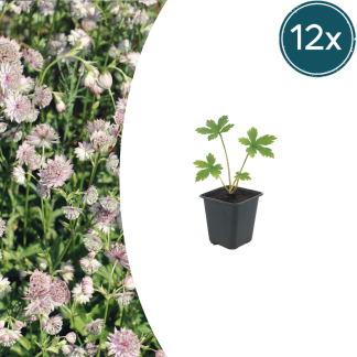 12x Astrantia major - Altezza 10-25cm - Vaso 9cm