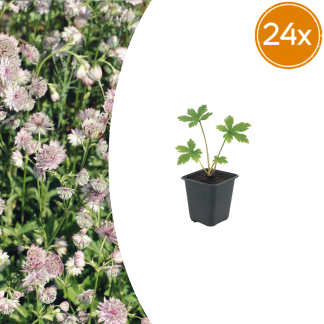 24x Astrantia major - Altezza 10-25cm - Vaso 9cm