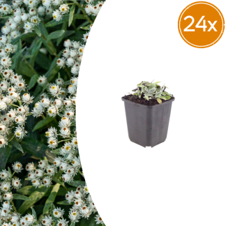 24x Anaphalis triplinervis - Altezza 10-25cm - Vaso 9cm