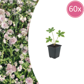 60x Astrantia major - Altezza 10-25cm - Vaso 9cm