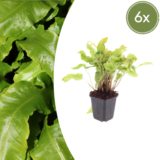 6x Asplenium scolopendrium - Altezza 10-25cm - Vaso 9cm