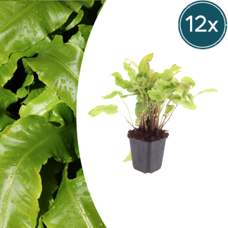 12x Asplenium scolopendrium - Altezza 10-25cm - Vaso 9cm