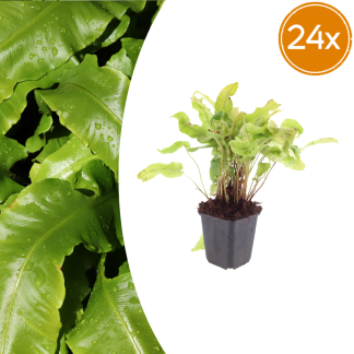 24x Asplenium scolopendrium - Altezza 10-25cm - Vaso 9cm