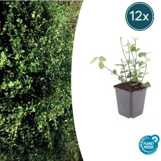 12x Euonymus fort. 'Coloratus' - Altezza 10-25cm - Vaso 9cm