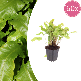 60x Asplenium scolopendrium - Altezza 10-25cm - Vaso 9cm