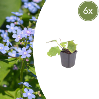 6x Brunnera macrophylla - Altezza 10-25cm - Vaso 9cm