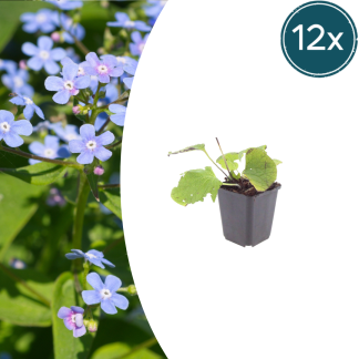 12x Brunnera macrophylla - Altezza 10-25cm - Vaso 9cm