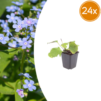 24x Brunnera macrophylla - Altezza 10-25cm - Vaso 9cm