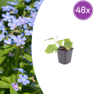 48x Brunnera macrophylla - Altezza 10-25cm - Vaso 9cm