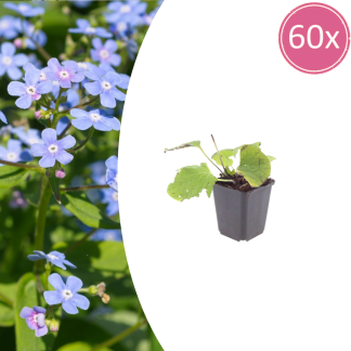 60x Brunnera macrophylla - Altezza 10-25cm - Vaso 9cm