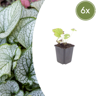 6x Brunnera macr. 'Jack Frost' - Altezza 10-25cm - Vaso 9cm