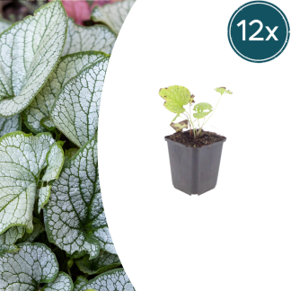 12x Brunnera macr. 'Jack Frost' - Altezza 10-25cm - Vaso 9cm