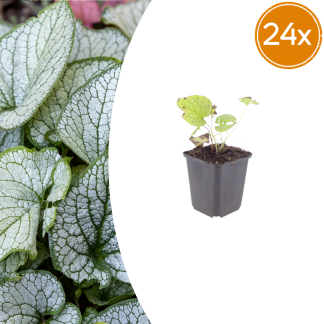 24x Brunnera macr. 'Jack Frost' - Altezza 10-25cm - Vaso 9cm