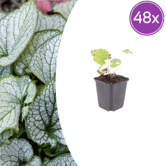 48x Brunnera macr. 'Jack Frost' - Altezza 10-25cm - Vaso 9cm