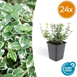 24x Euonymus fort. 'Emerald Gaiety' - Altezza 10-25cm - Vaso 9cm