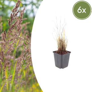 6x Calamagrostis brachytricha - Altezza 10-25cm - Vaso 9cm
