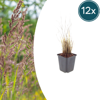 12x Calamagrostis brachytricha - Altezza 10-25cm - Vaso 9cm
